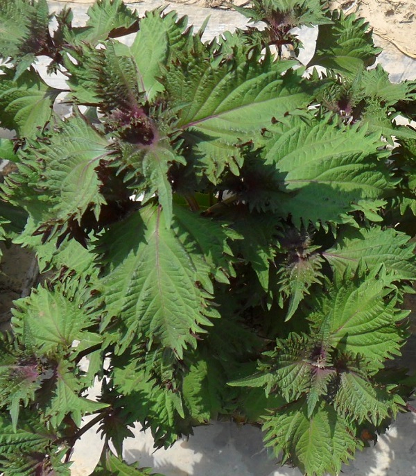 Perila dvojfarebná Britton, Perilla 100 g